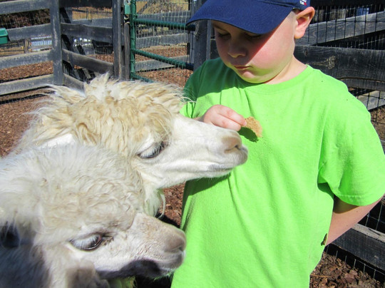 Tanglewood Farm Miniatures-Canton必去景点