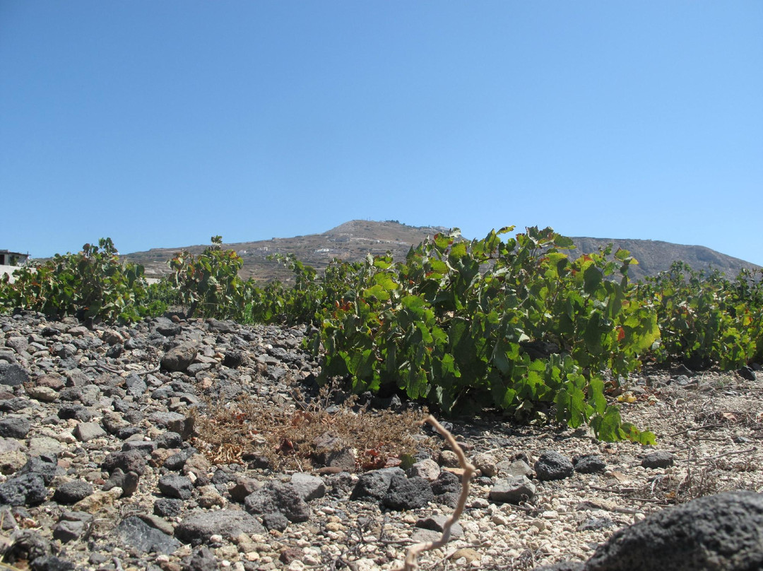Santorini Wine Tour景点图片