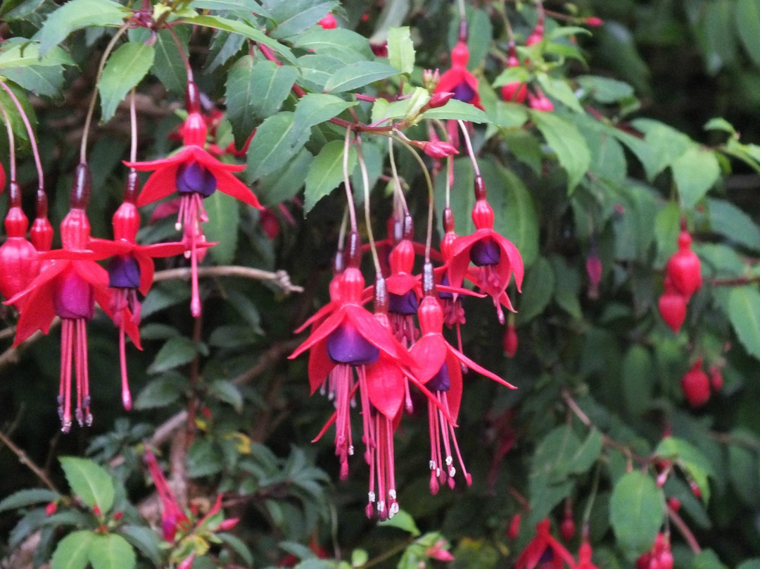 Glanleam House & Subtropical Gardens-Valentia Island必去景点