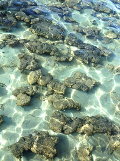 Stromatolites of Shark Bay-德纳姆必去景点