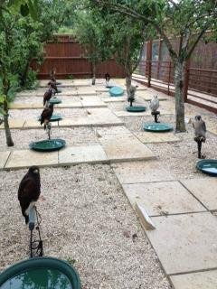 Fallowfields Falconry-Longworth必去景点
