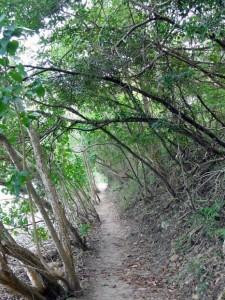 Leinster Bay-维尔京群岛国家公园必去景点