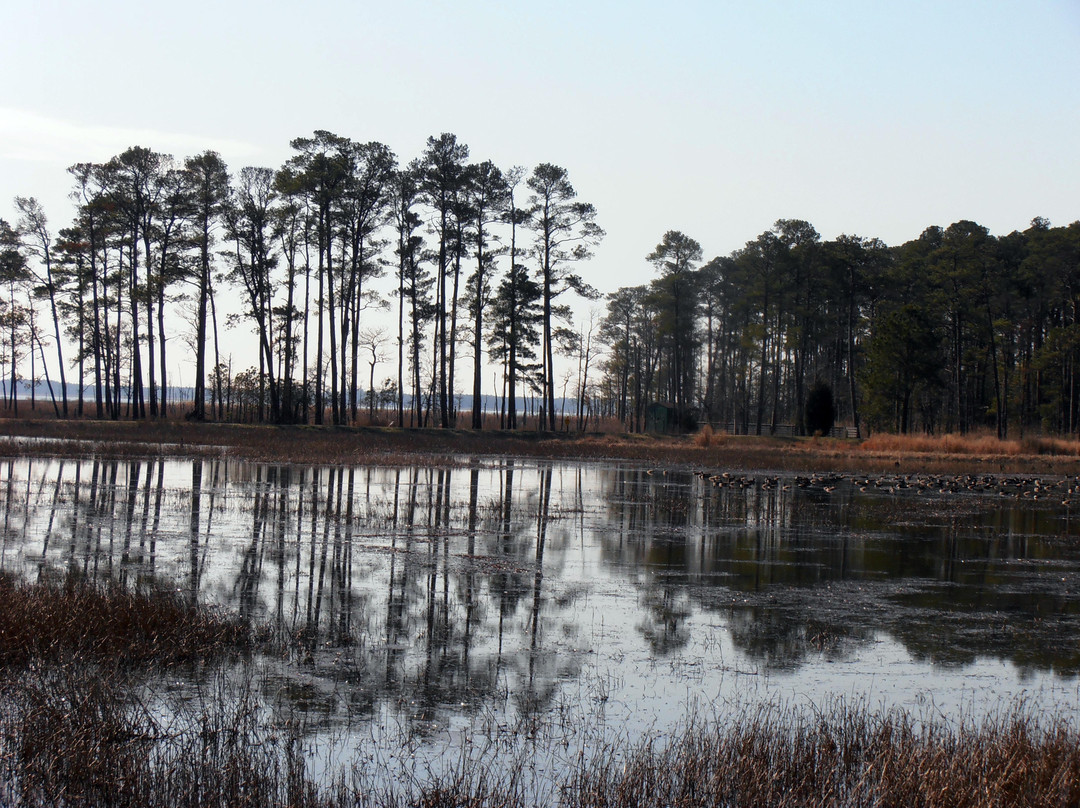 Blackwater National Wildlife Refuge景点图片