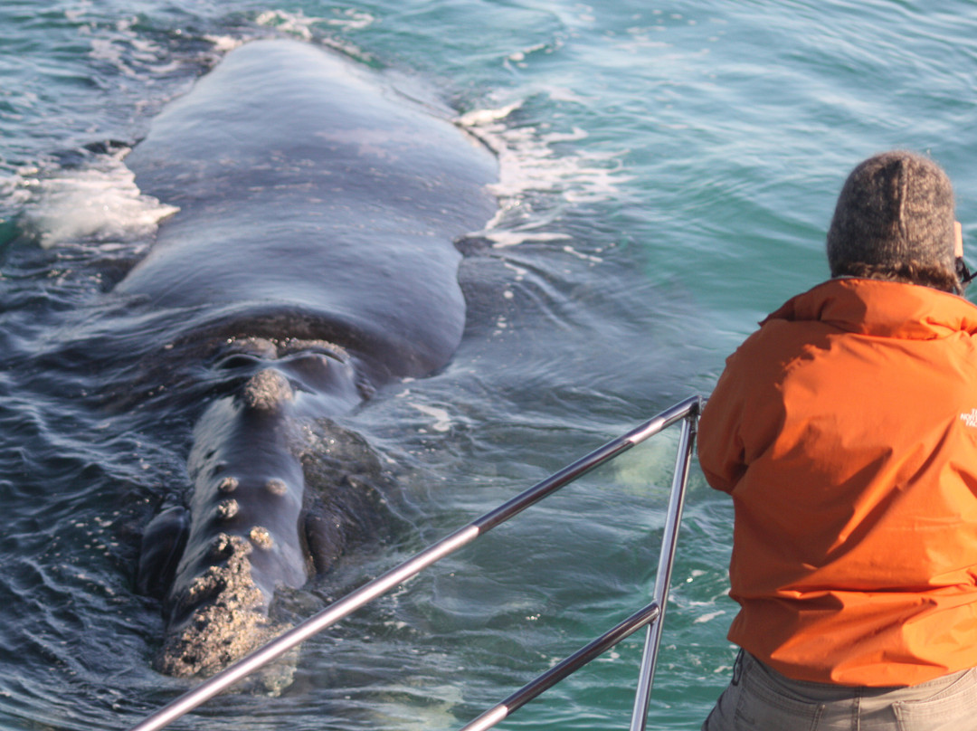 Marine Dynamics - Whale Watching and Marine Big 5 Tours in South Africa