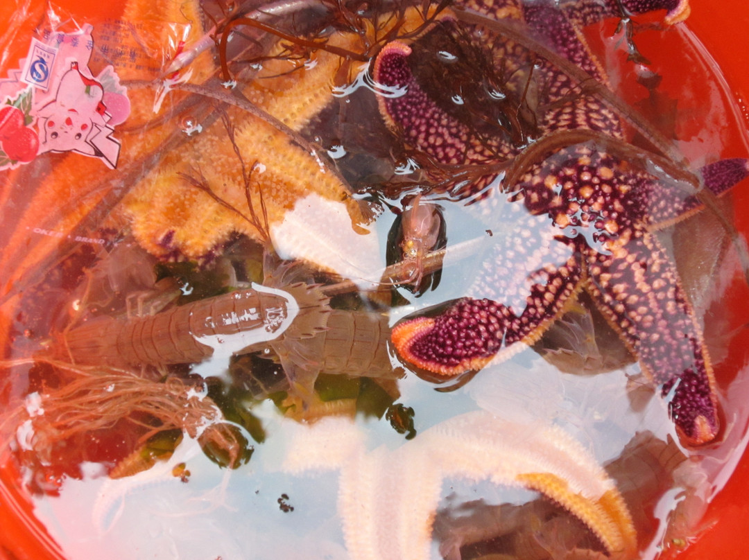 日照刘家湾赶海园-日照市必去景点