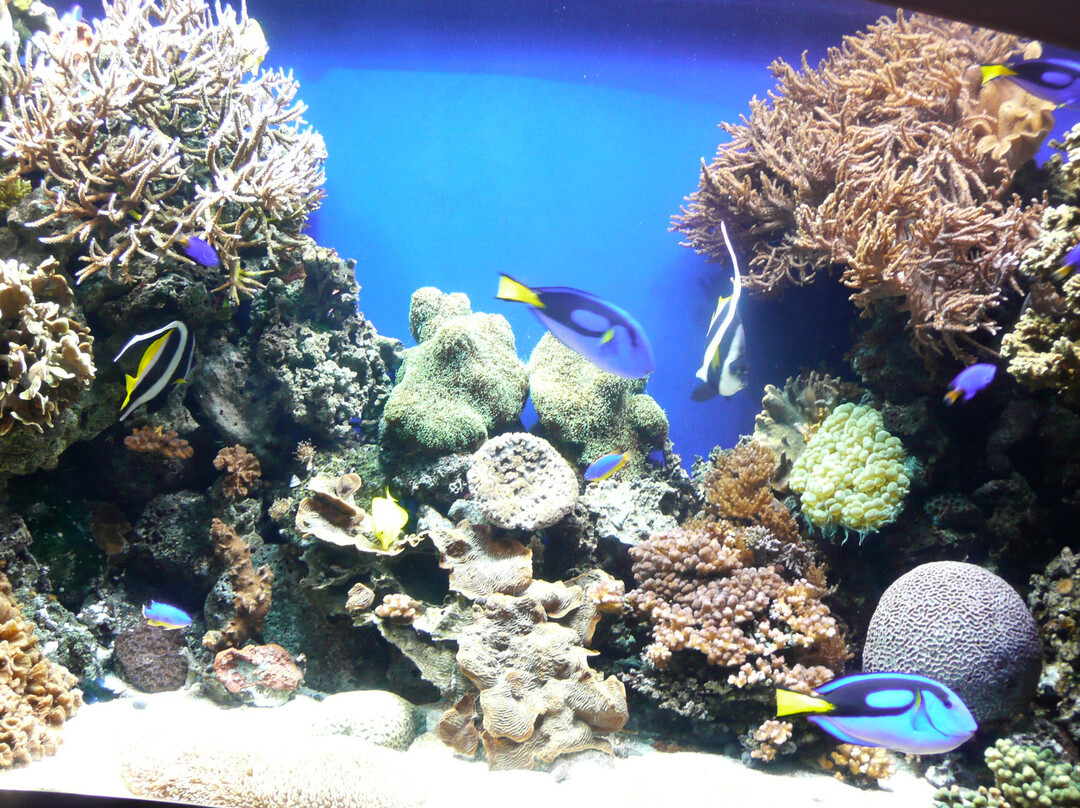 蒙特利湾水族馆-蒙特雷必去景点