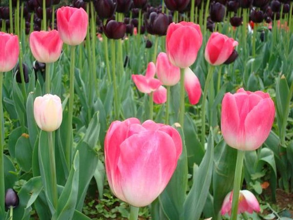 南京情侣园-南京市必去景点