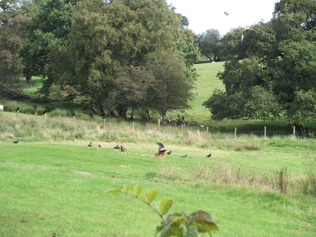 Gigrin Farm Red Kite Feeding Centre景点图片