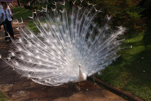 昆明动物园-昆明市必去景点