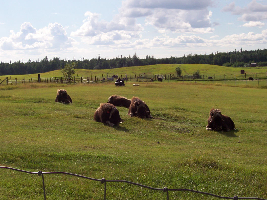 Musk Ox Farm-帕尔默必去景点