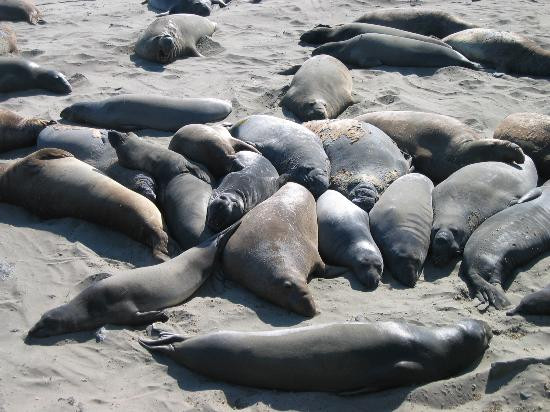 California Coastal Trail-红木国家公园必去景点