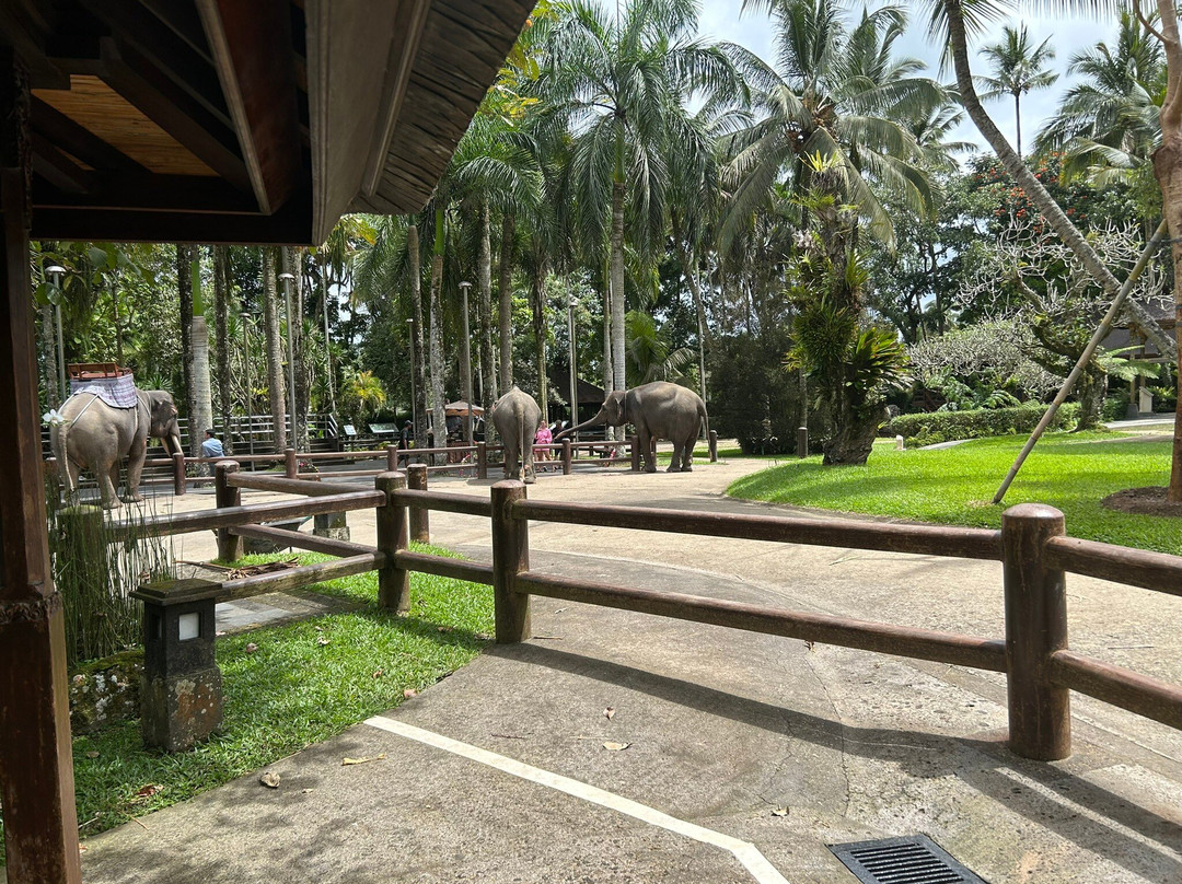 Bali Elephant Park景点图片
