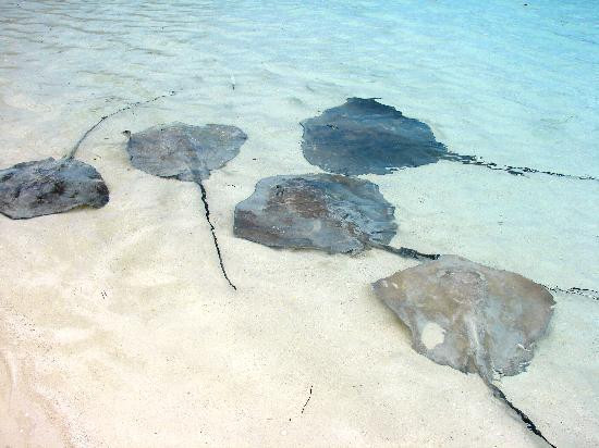 Bora Bora Lagoonarium-瓦伊塔佩必去景点