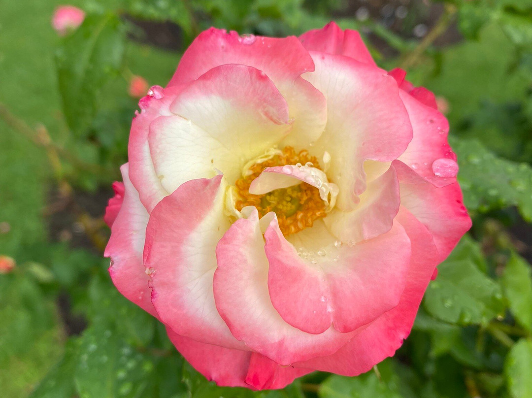 帕内尔玫瑰花园-奥克兰中心地区必去景点