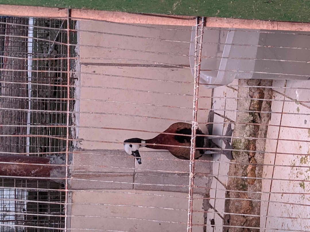 Fazenda Renopolis-圣安东尼奥杜皮尼亚尔必去景点