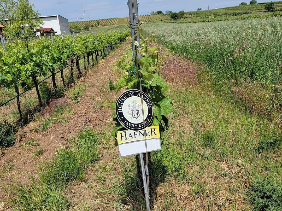 Weingut Hafner-Monchhof必去景点