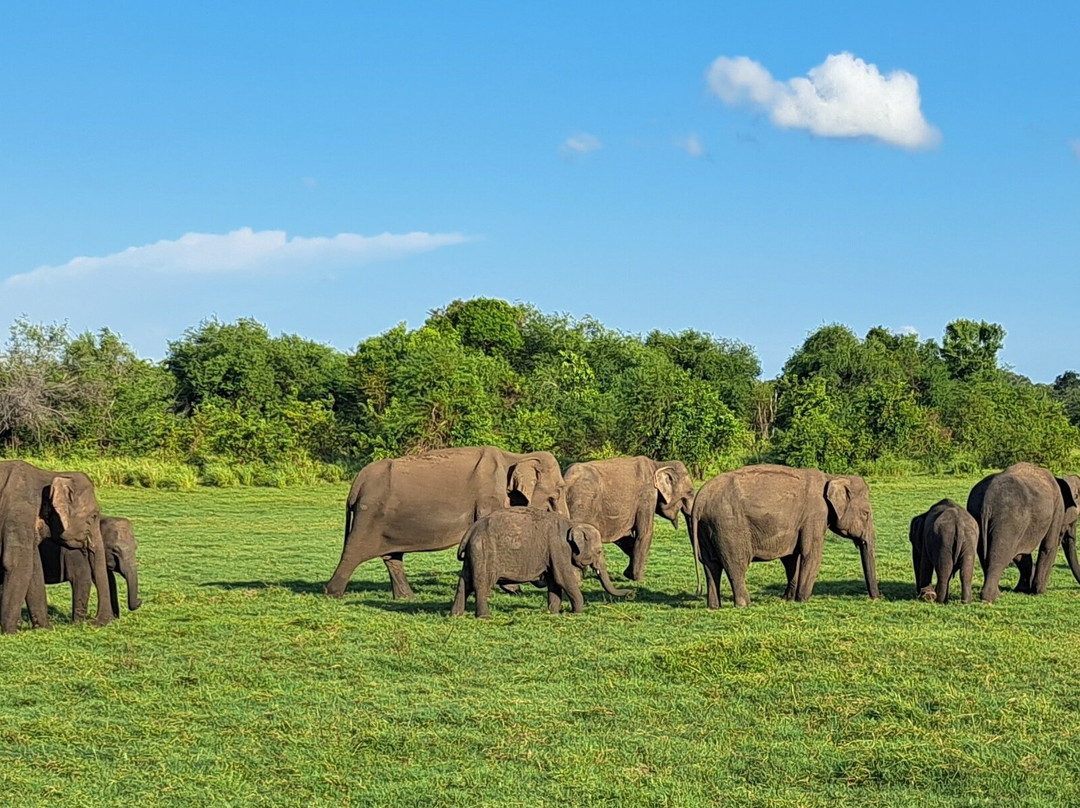 Aliya Tours-康提必去景点