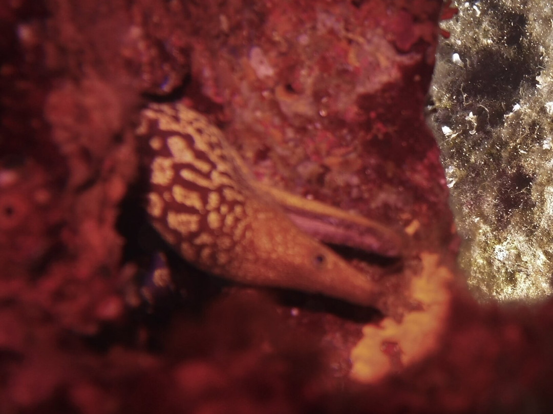 Blue Manta Diving & Aquanautic Club景点图片