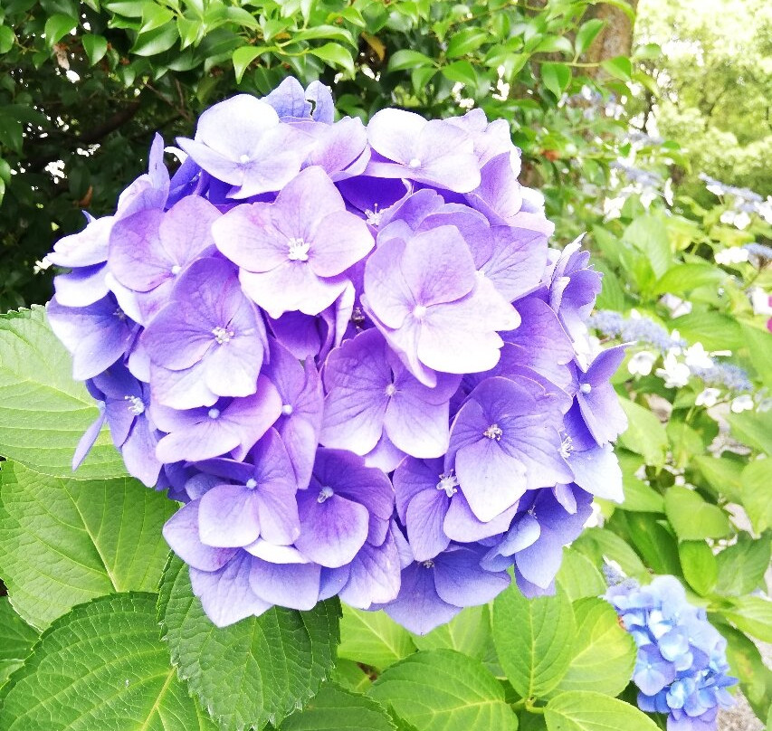 Mimo Shrine-一宫市必去景点