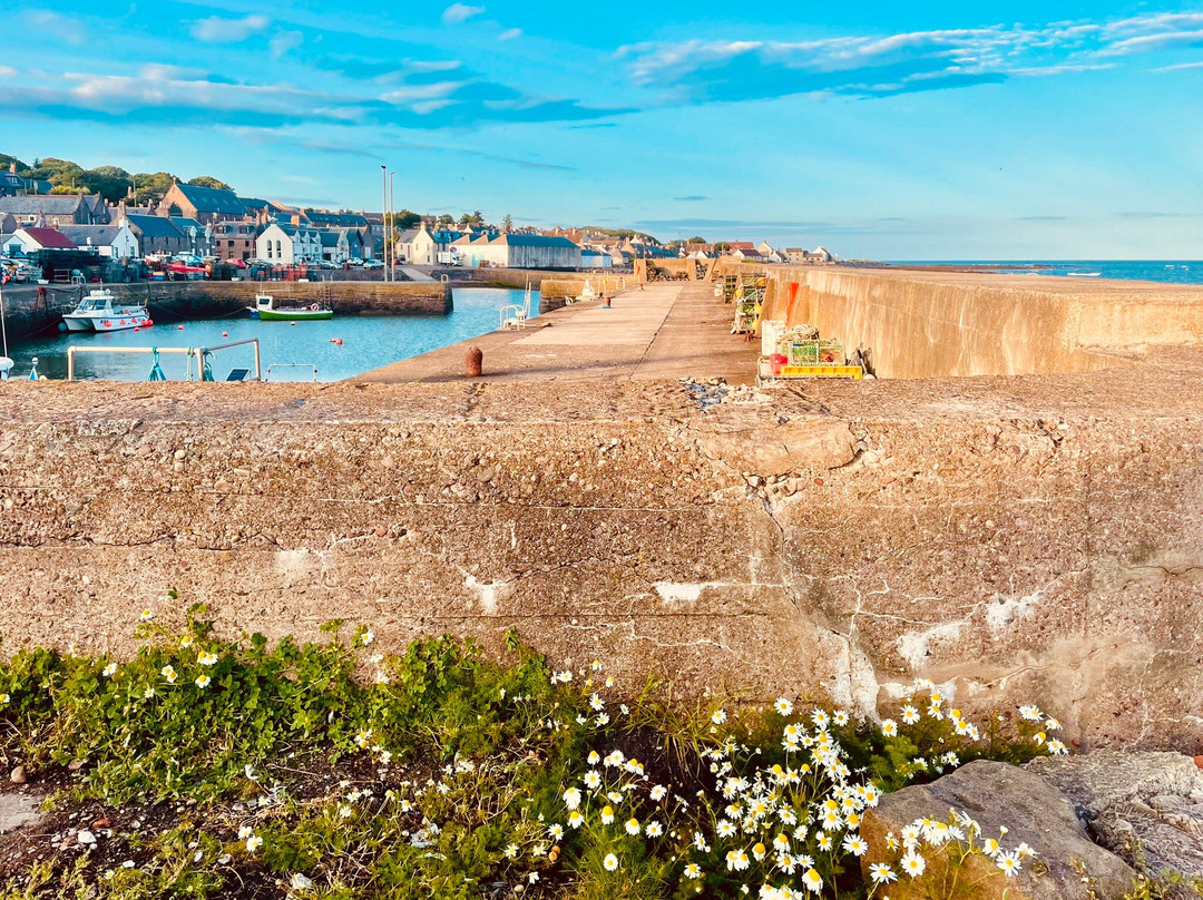 Johnshaven Harbour景点图片
