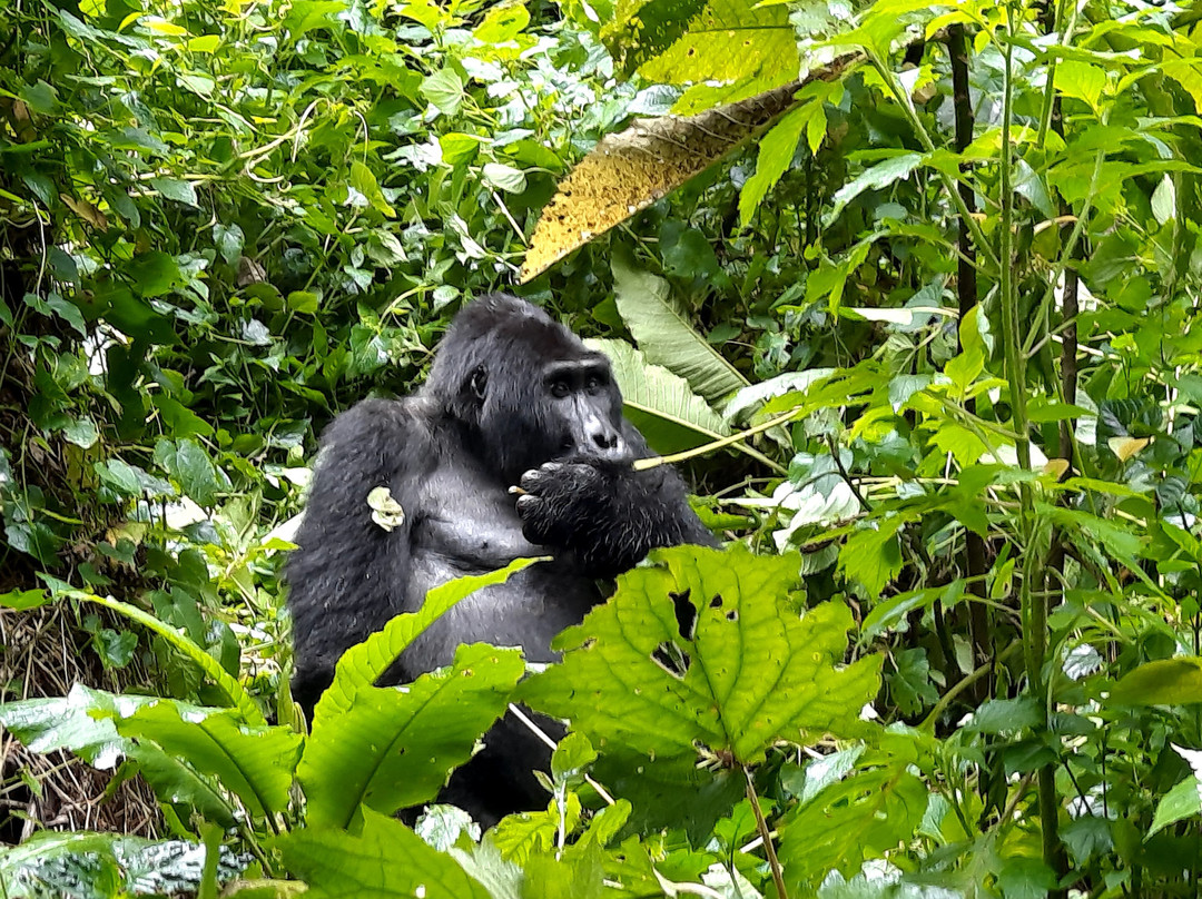 Nature Responsible Safari Uganda-恩德培必去景点