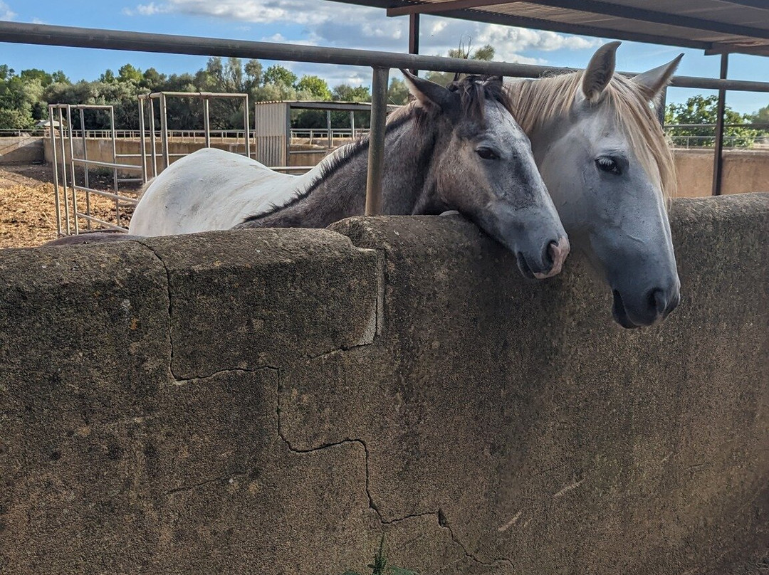 Son Menut Finca主图