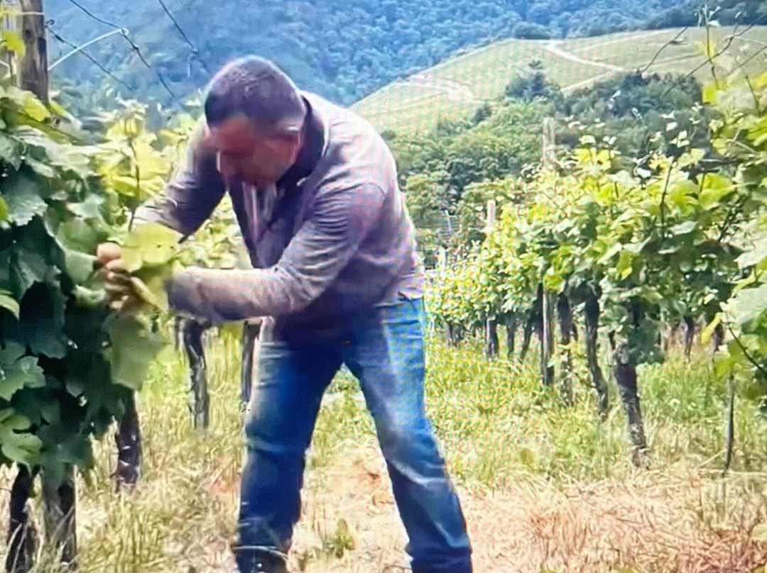 Weingut Kreuzberg-Dernau必去景点