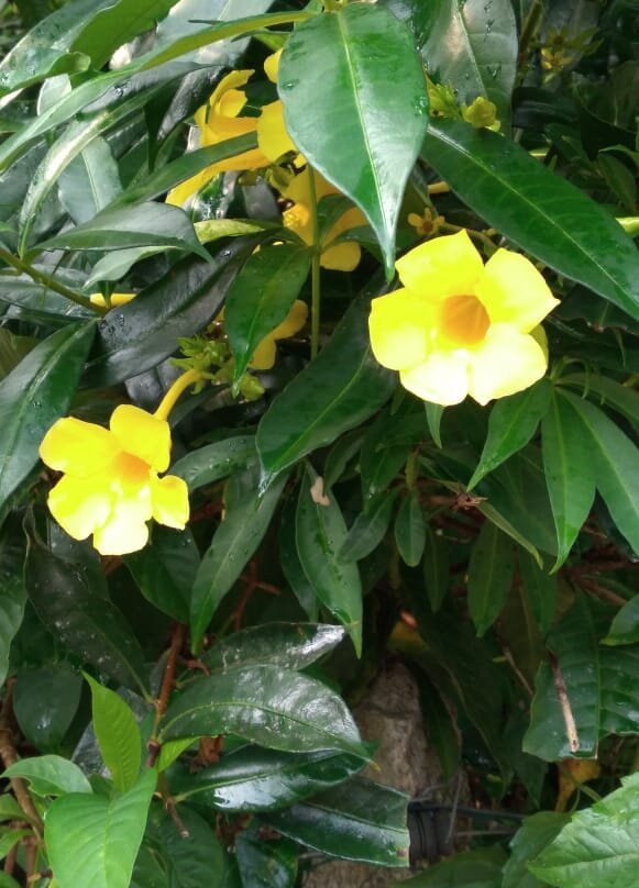 Devangi Atithya Home Stay主图