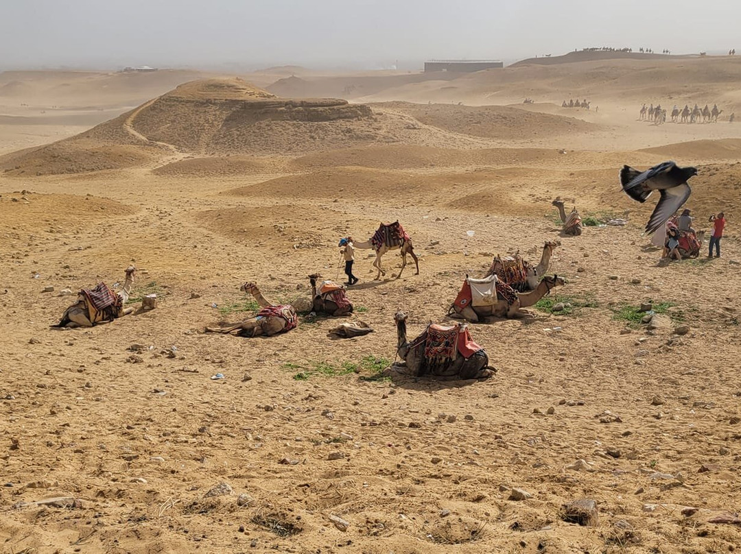 Lady Egypt Tours - Day Tour-吉萨必去景点