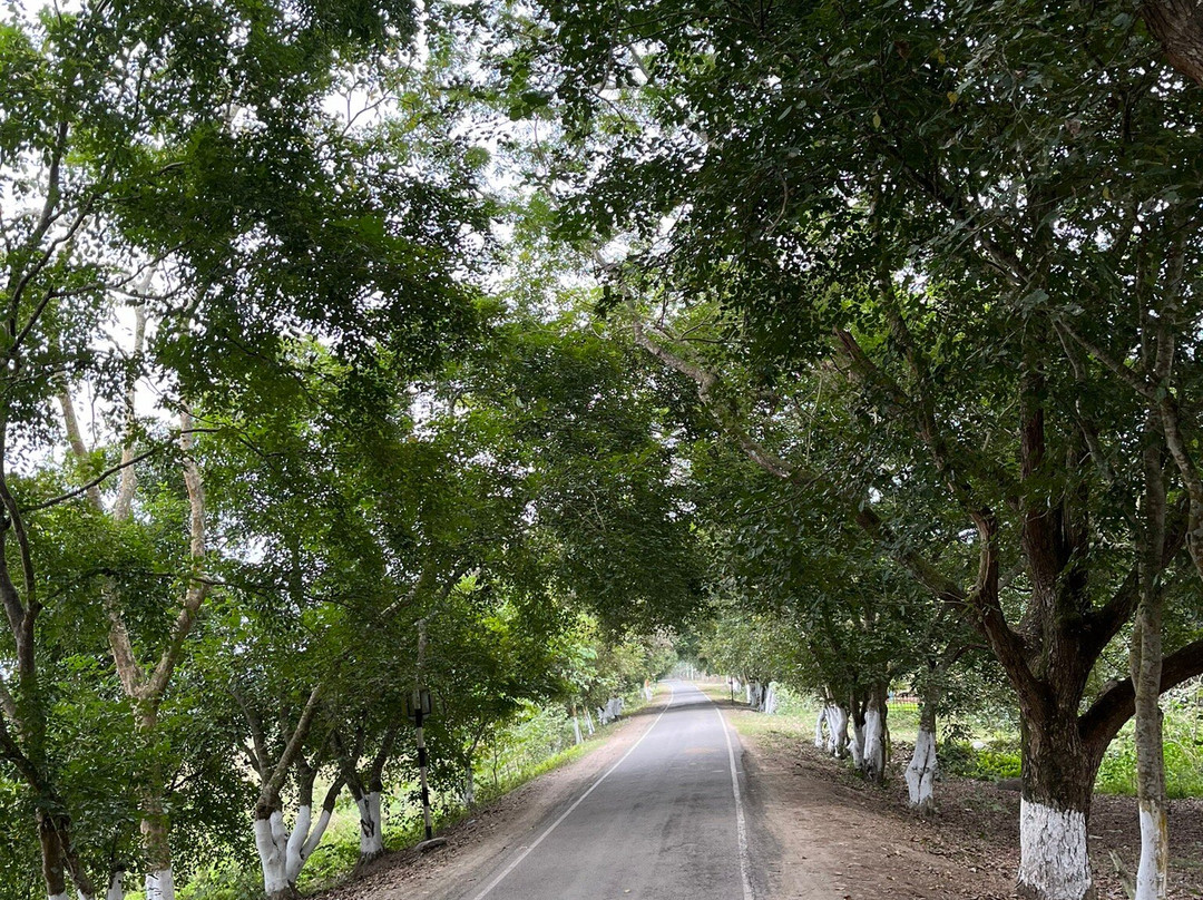 Kaziranga Adventures景点图片