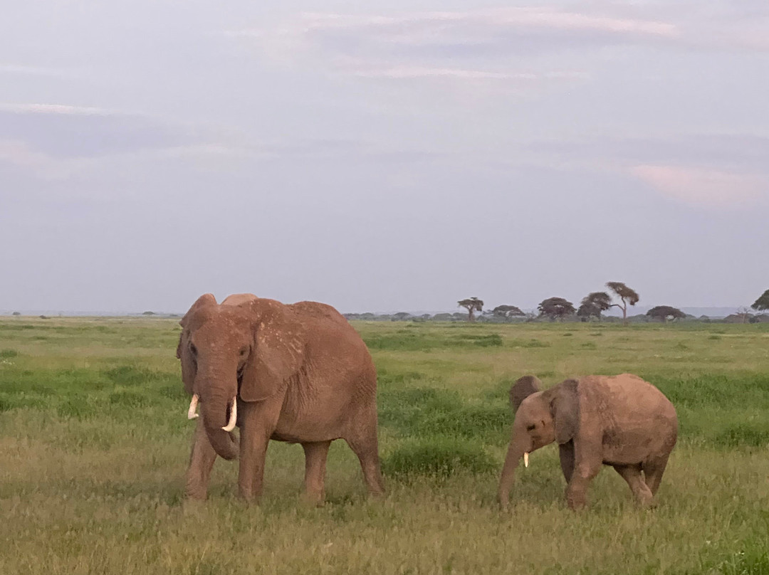 Scopri il Kenya con Nicholas-瓦塔木必去景点