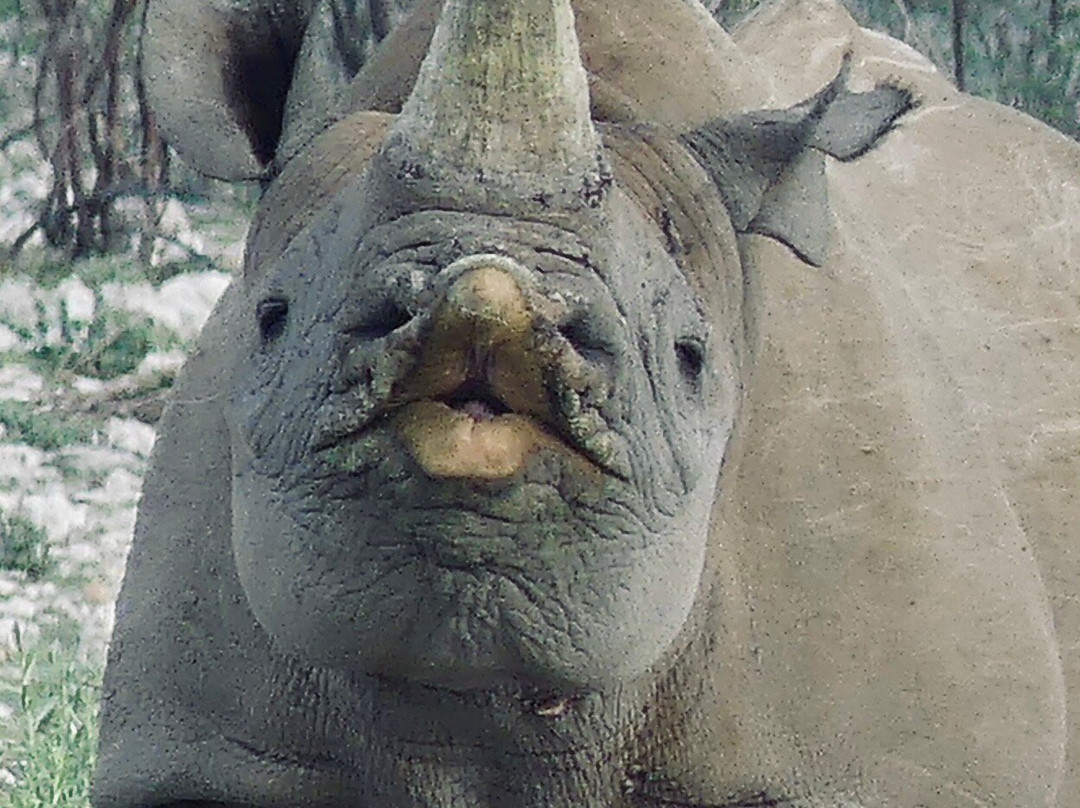 TOM SAFARI NAMIBIA-Okaukuejo必去景点