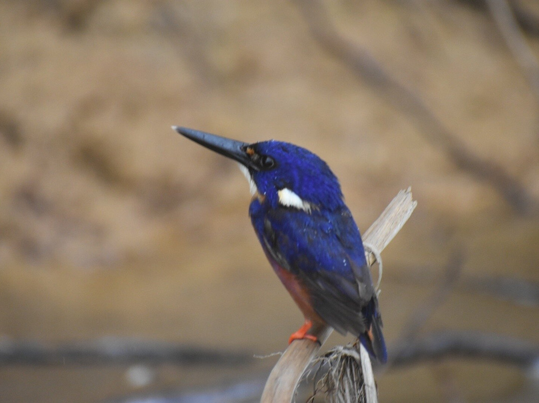 Solar Whisper Wildlife and Crocodile Cruises on the Daintree river-Daintree必去景点