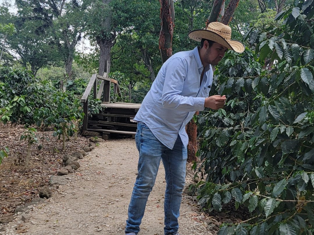 Museo Bola De Oro Finca Roma景点图片