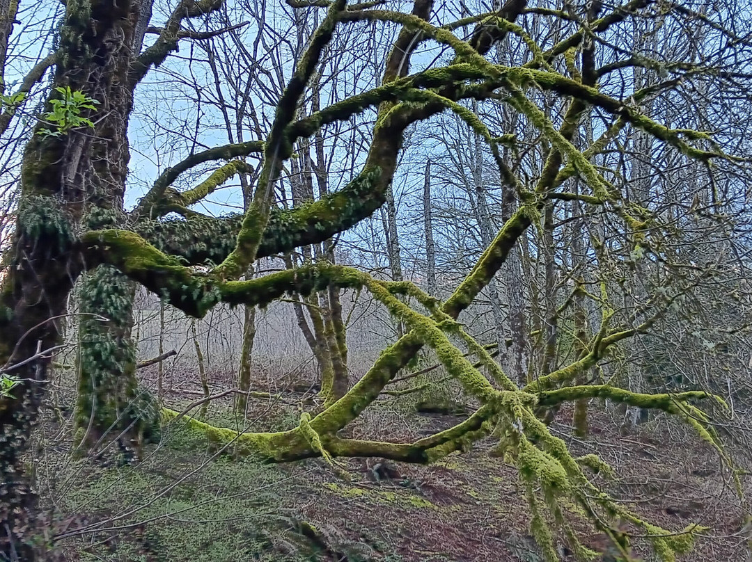 Portland Women's Forum State Scenic Viewpoint-劳特代尔必去景点