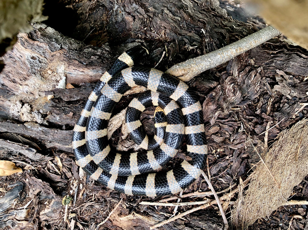Amedee Island-努美阿必去景点