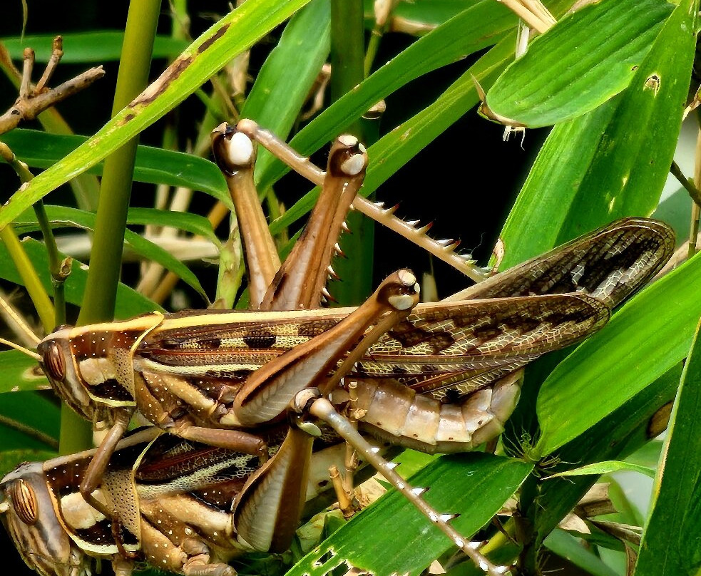 Lazizi Expeditions-内罗毕必去景点