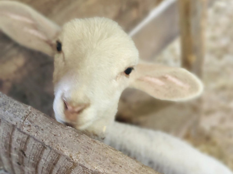 Secret Passage Ranch-Fort Valley必去景点