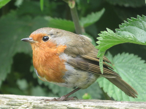 Guisborough Forest & Walkway Visitor Centre-Guisborough必去景点