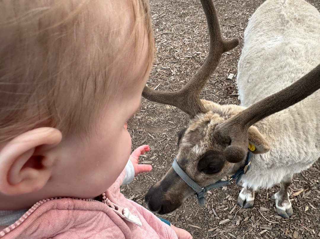 Goldendale Reindeer-Goldendale必去景点