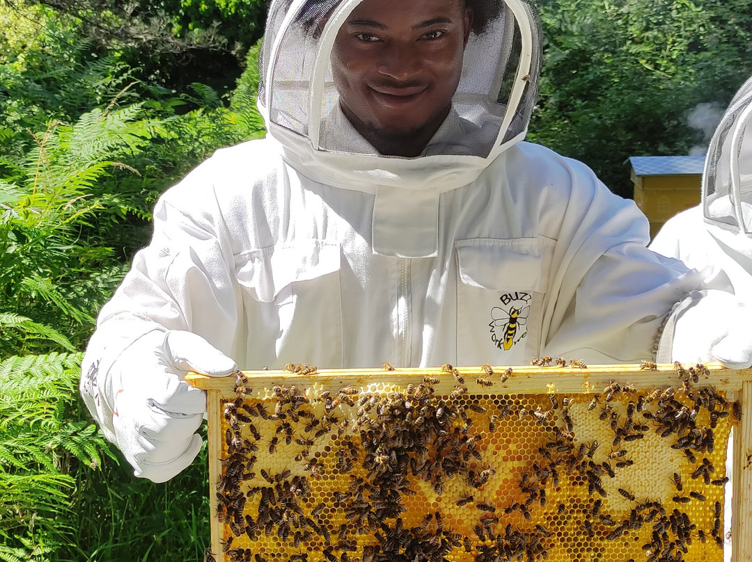 13 Bees Beekeeping Taster Sessions景点图片