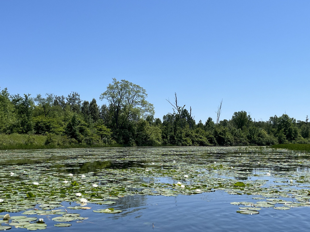 Oscoda Canoe Rental景点图片