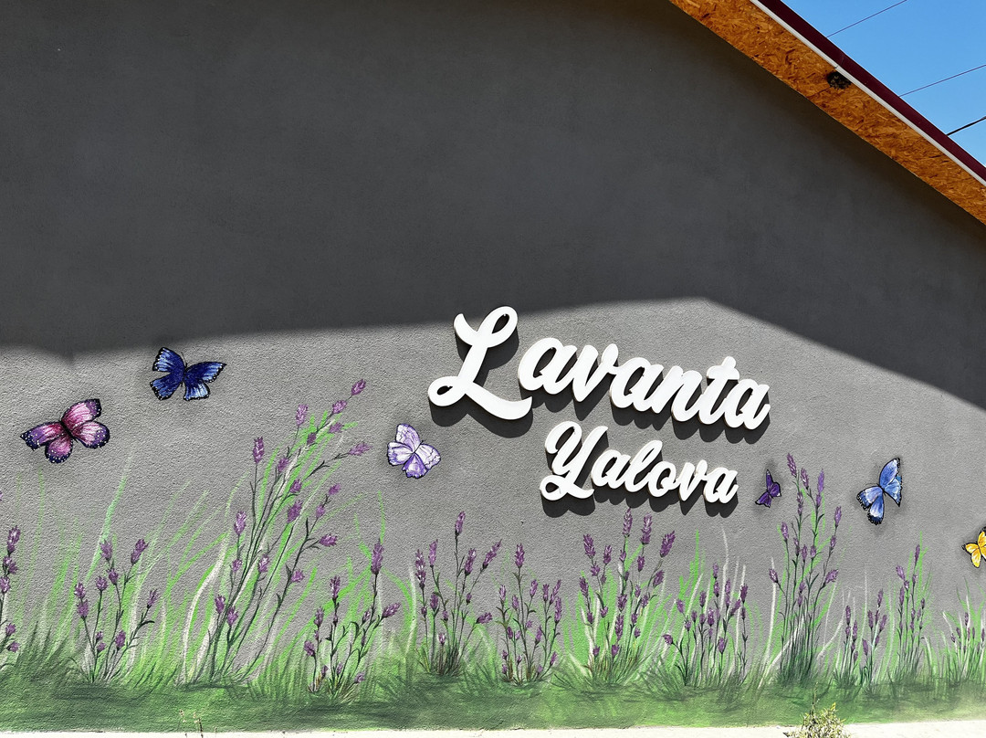 Lavanta Yalova