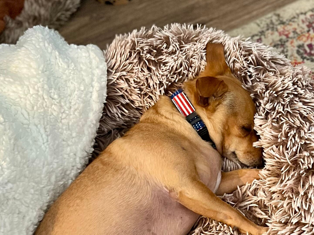 Starlight Lodge North Conway主图