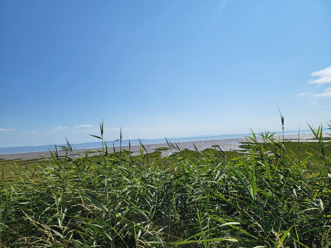 Newport Wetlands景点图片