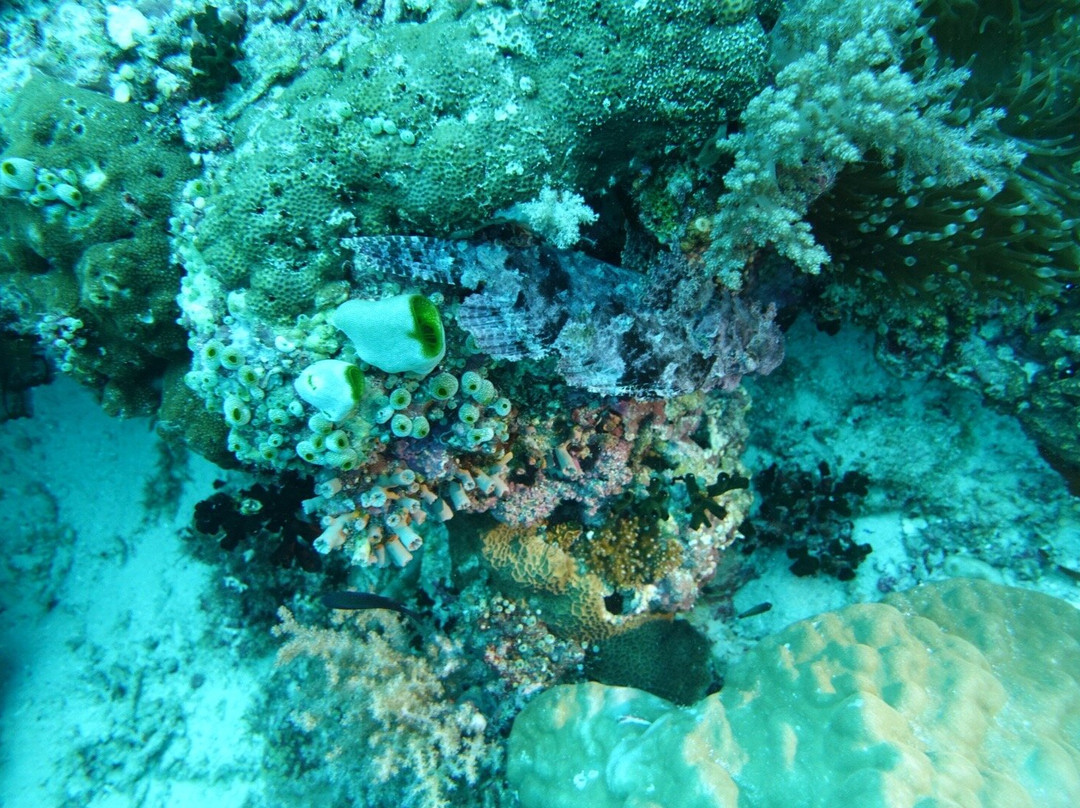 Scotty's Action Sports Network-Panglao必去景点