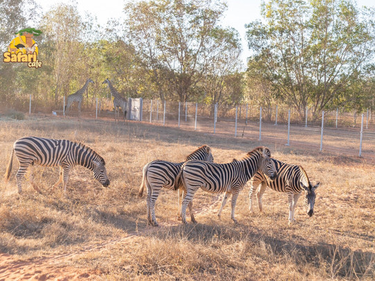 Safari Cafe-藩切市必去景点