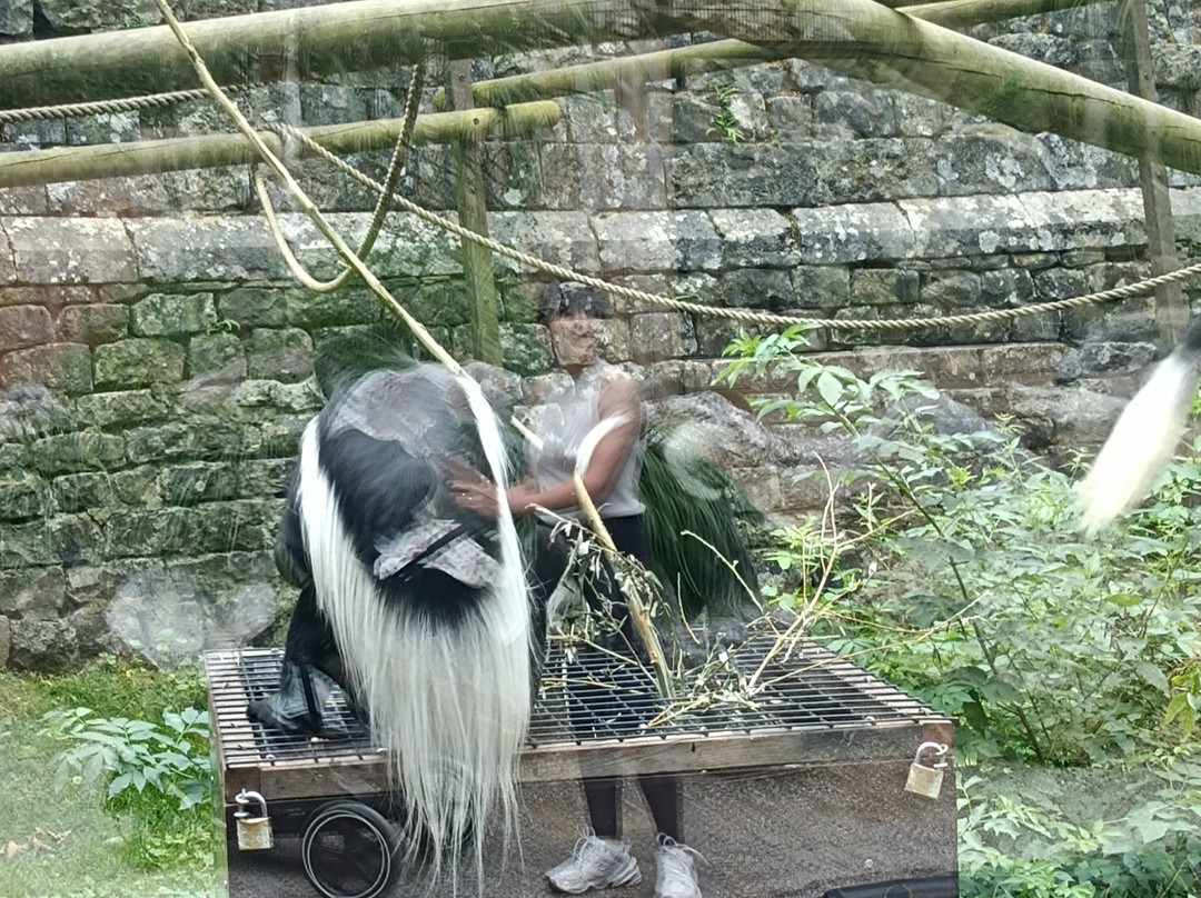 Zoo de Maubeuge景点图片
