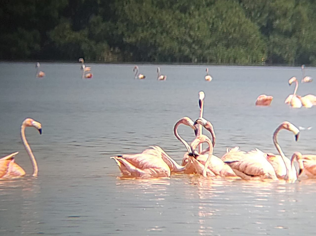 Sheartail Expeditions-塞莱斯顿必去景点