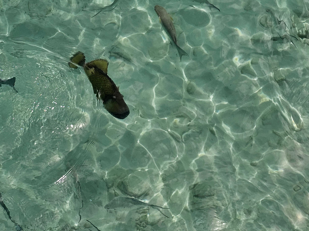 Ocean Fanatics-Fonimagoodhoo Island必去景点